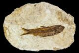 Fossil Fish (Knightia) With Floating Frame Case #109568-1